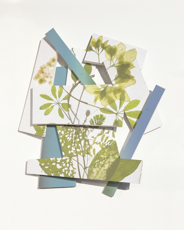 Mischblättrige Weiderin, Print auf Barytpapier, Goldrahmen, Glas entspiegelt, 60 x 80 cm, 2021, Auflage 5